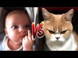 Babies annoying cats – Funny baby & cats