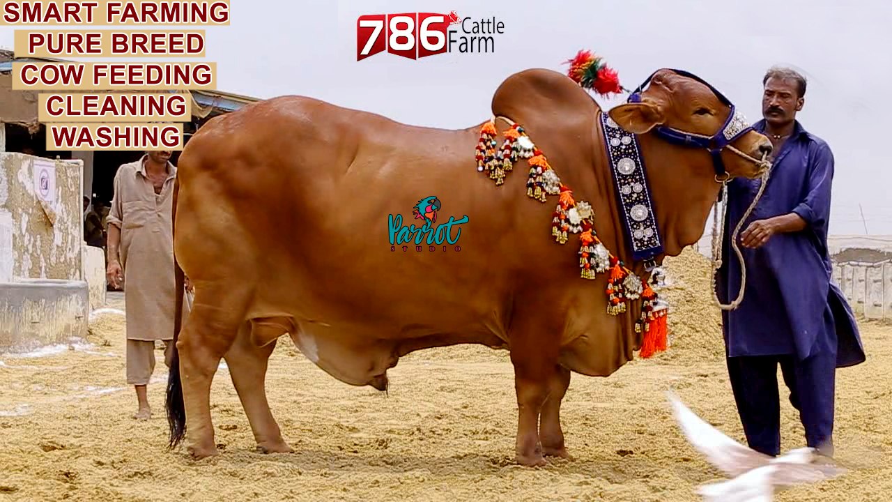 Mr Pakistan I 786 Cattle Farm I Huge Bull I Pure Breed I Cattle Farming Pakistan I Parrot Studio