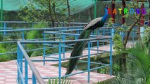 Crown Pheasant Aviary _ Bangabandhu Safari Park, Gazipur, Bangladesh _ Safari Park Aviary-2E--SSQyPIw