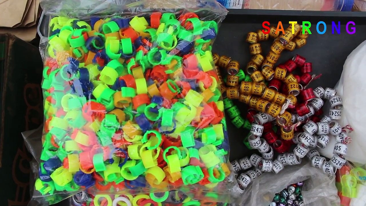 Pigeon Food and Accessories _ Pigeon Food Market in Dhaka _ Pigeon Foods Market in Bangladesh-HtClrDeUmh8