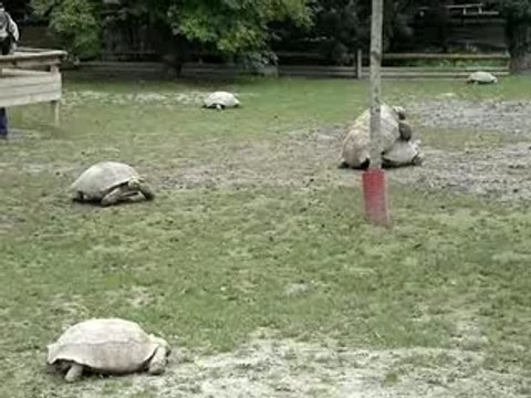 Accouplement de tortues