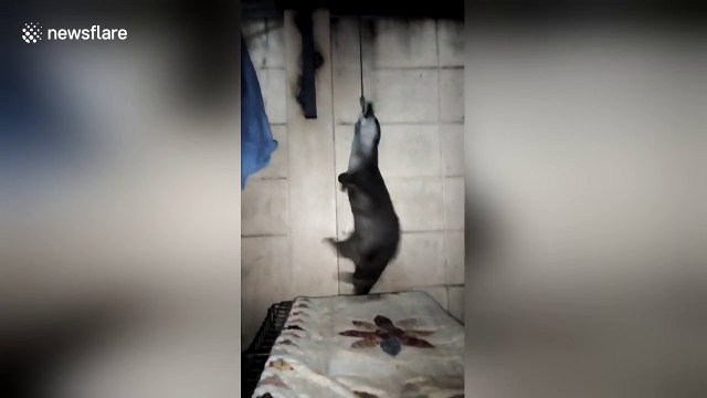 Otter spins round while hanging by his teeth