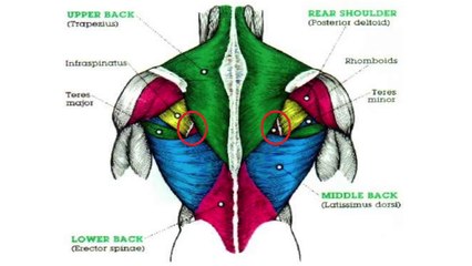 The Best Science-Based Back Workout (TARGET EVERY MUSCLE!)