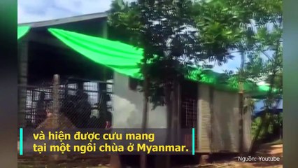 Phẫu thuật thành công, chú gấu lưỡi to đột biến đang dần hồi phục