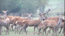 Charmoy : opération séduction pour le cerf qui brâme