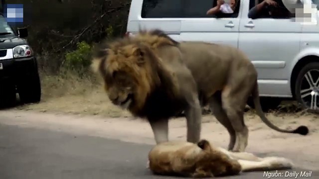 Sư tử ngang nhiên làm chuyện ấy trên đường gây ách tắc giao thông