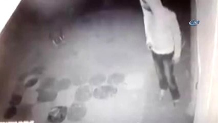 Güvercin Hırsızları Güvenlik Kamerasında