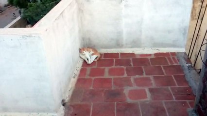 My cat whats some private time he what to hide there