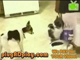Gatto contro cane primo round