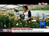 Wisata Kebun Bunga Krisan di Kaki Gunung Ungaran