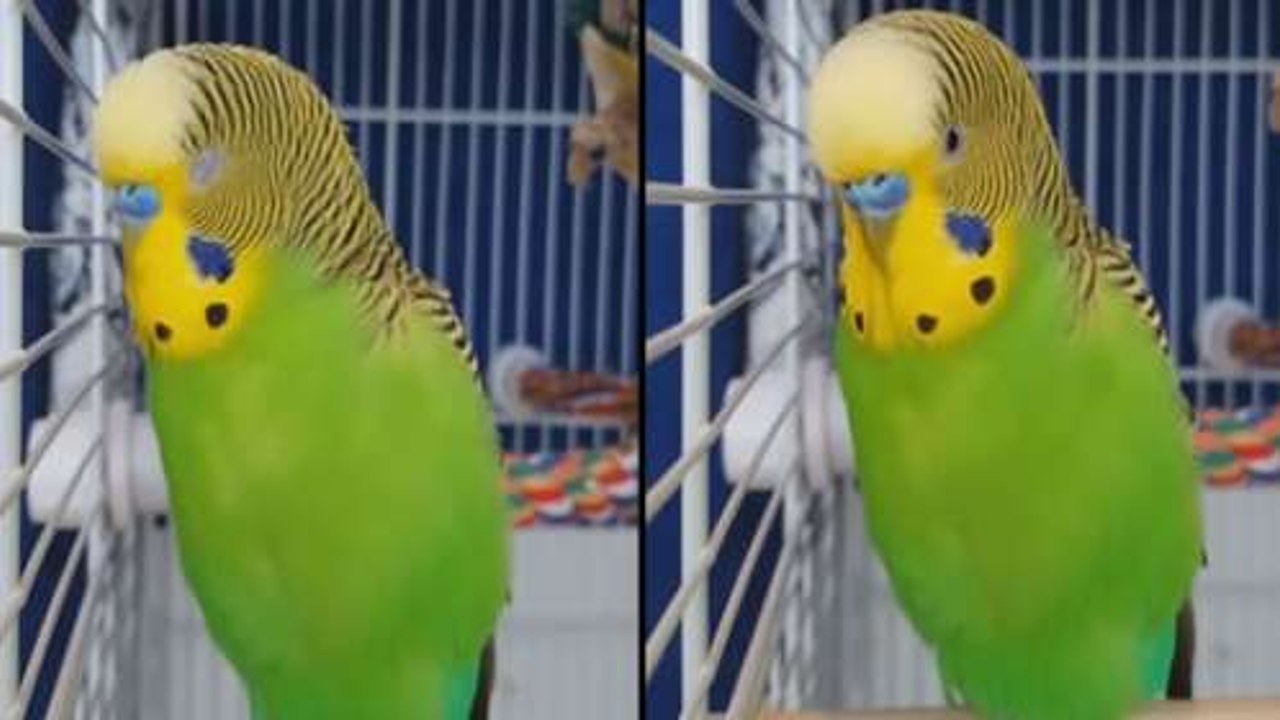 Mr. Cockatoo Never Stops Talking