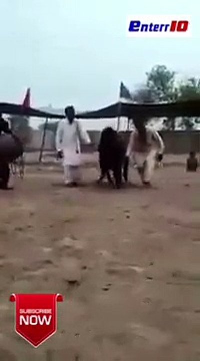 Amazing horse dance must see