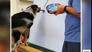 Amazing Dog in world