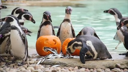 هذا الصباح-الحيوانات تحتفل بالهالوين بحديقة حيوان لندن