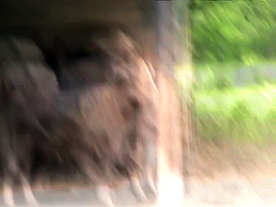 Han-Bison