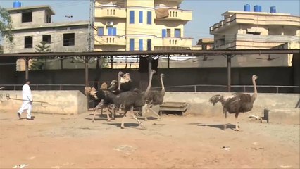 هذا الصباح- انتشار واسع لتربية النعام في باكستان