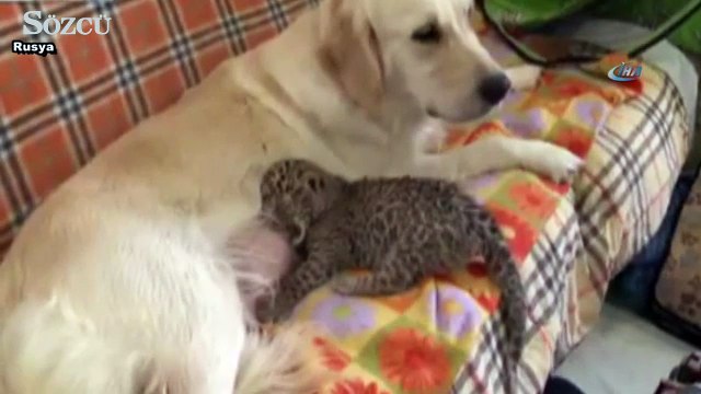 Köpek leopara annelik yapıyor