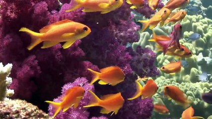 le Jardin de Dakuwaqa - tournage sous-marin de Fiji et Tonga