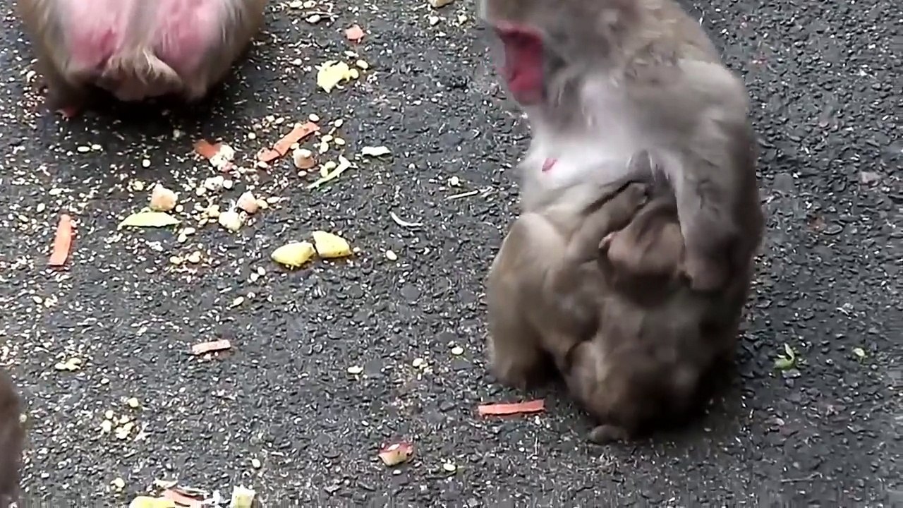 Baby Monkey Crying - Cute Animal - Baby Monkey Videos Compilation