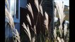 About Your Ornamental Grasses Can  tell you   Landscaping 101