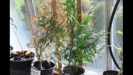 Beer Effects on Green Giant Arborvitae