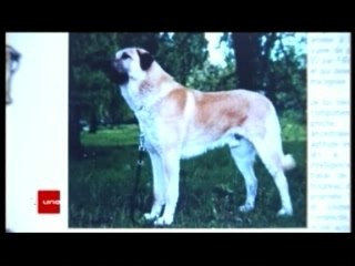 Kène accent de Herstal ti