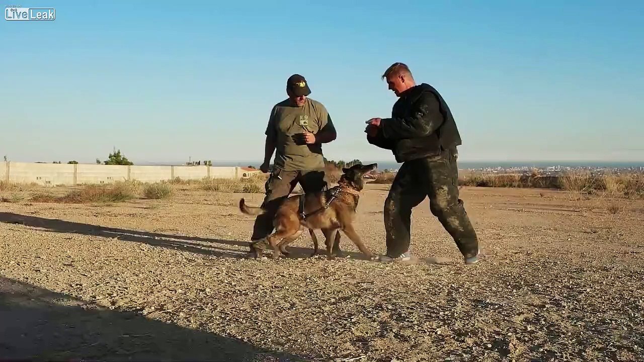 K9 Close Combat  Malinois