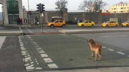 Sokak Köpeği Araçların Durmasını Bekledi Yayalar Kırmızıda Geçti