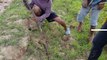 Terrifying!! Three Girls Catch Two Big Snakes By Digging Hole Near Their Cows