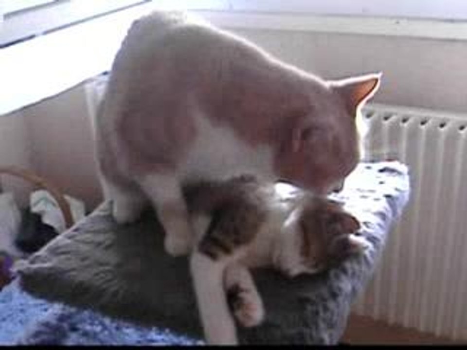 chat toilette
