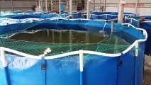 ঘরের ভেতর মাছ চাষ | Indoor Fish Farming RAS