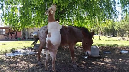 Goat uses donkey to reach snack
