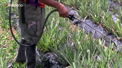 Exguerrilleros de las FARC tratan de recuperar su vida civil