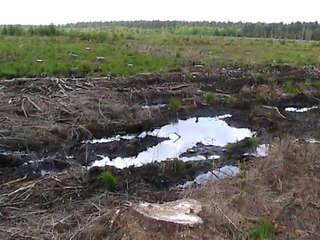 Hautes-Fagnes (1)