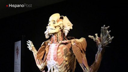 "Body Worlds Vital" del Dr. Muerte llega por primera vez a Suramérica