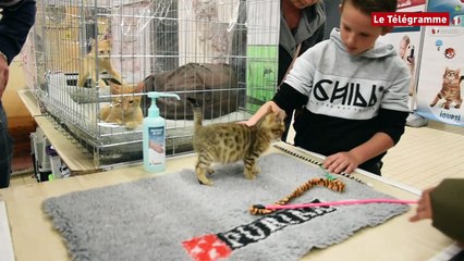 Brest. Le salon du chiot et du chaton