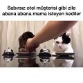 Zile Basıp Mama İsteyen Kediler