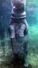 Fiona the Hippo Dancing Today