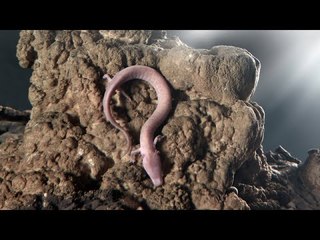 มังกรมีจริงหรือไม่?? Part 1 สาระน่ารู้ Around The World No.15