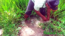 Amazing Frog Trap-How to catch big frogs-crazy frog-catching frog-khmer digging frog-Chasing frog