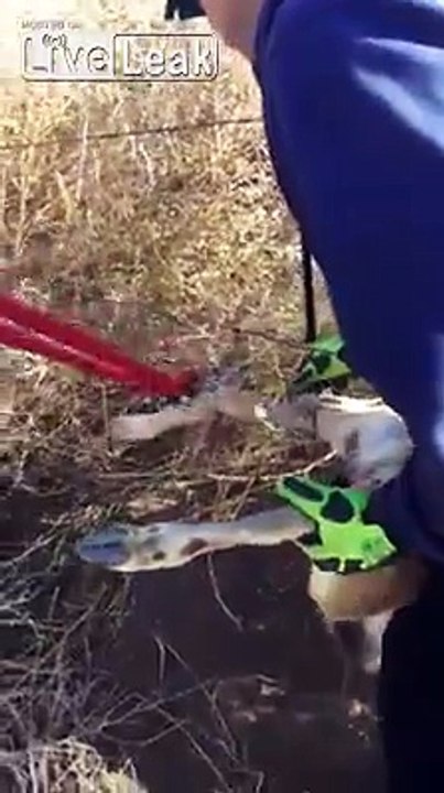Flagstaff Arizona firefighters help baby deer get out of barbed wire fence