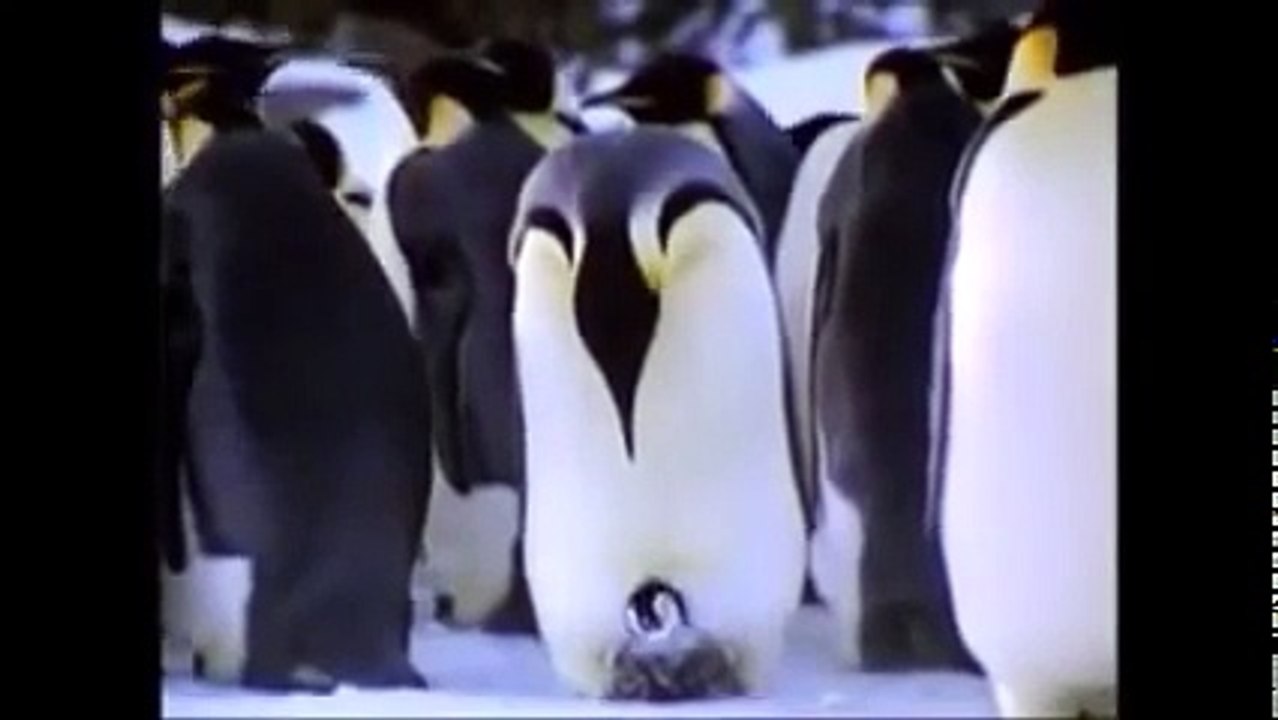 12BE BABY NOAHMusVid net 1 31 IN THE POLAR REGIONS