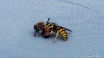 Kinh dị: ong bắp cày hung bạo “xé đôi” đối thủ trong khi giao chiến