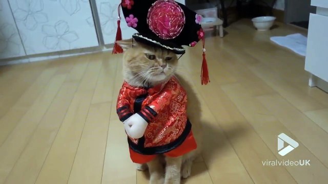 Pire déguisement pour un chat.. Hilarant tellement c'est moche !