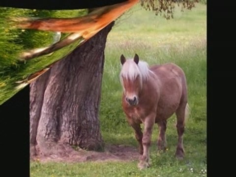 Les chevaux, le plus bels animal du monde