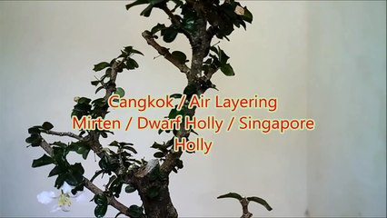 Cara Membuat Bonsai Mirten dengan Mencangkok Batang