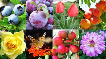 Aloe Vera Plant Care - Types Of Cus Flower - Potted Plants - Container Gardening Tips - Jazevox