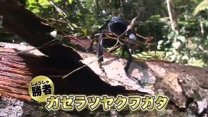 昆虫バトル　甲虫王者決定戦