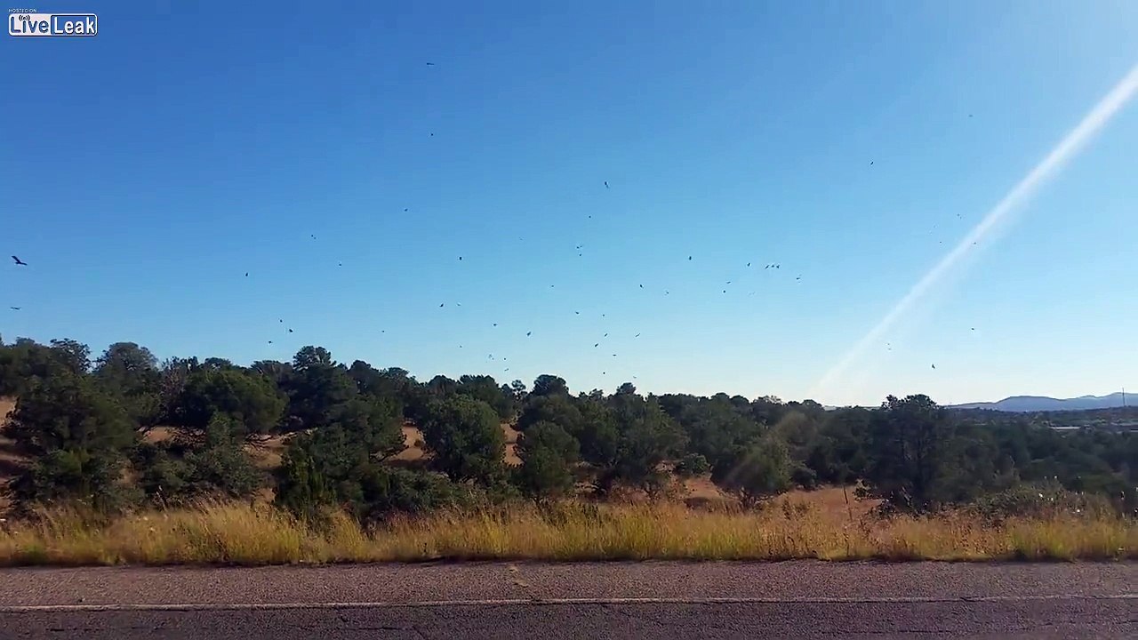 Ravens Circling Something Dead.