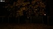 Fall Night.. The Sound Of Leaves Falling